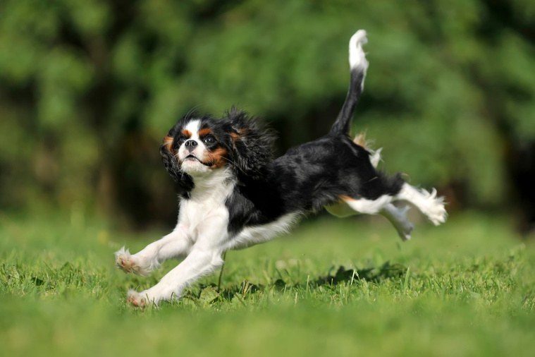 King_Charles_Spaniel_in_Bewegung