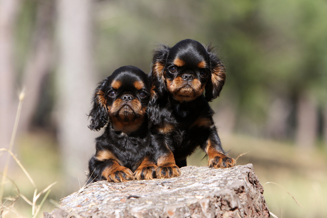 King_Charles_Spaniel_Welpen