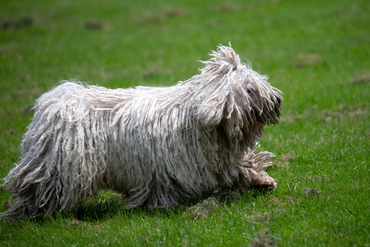 Komondor_in_Bewegung