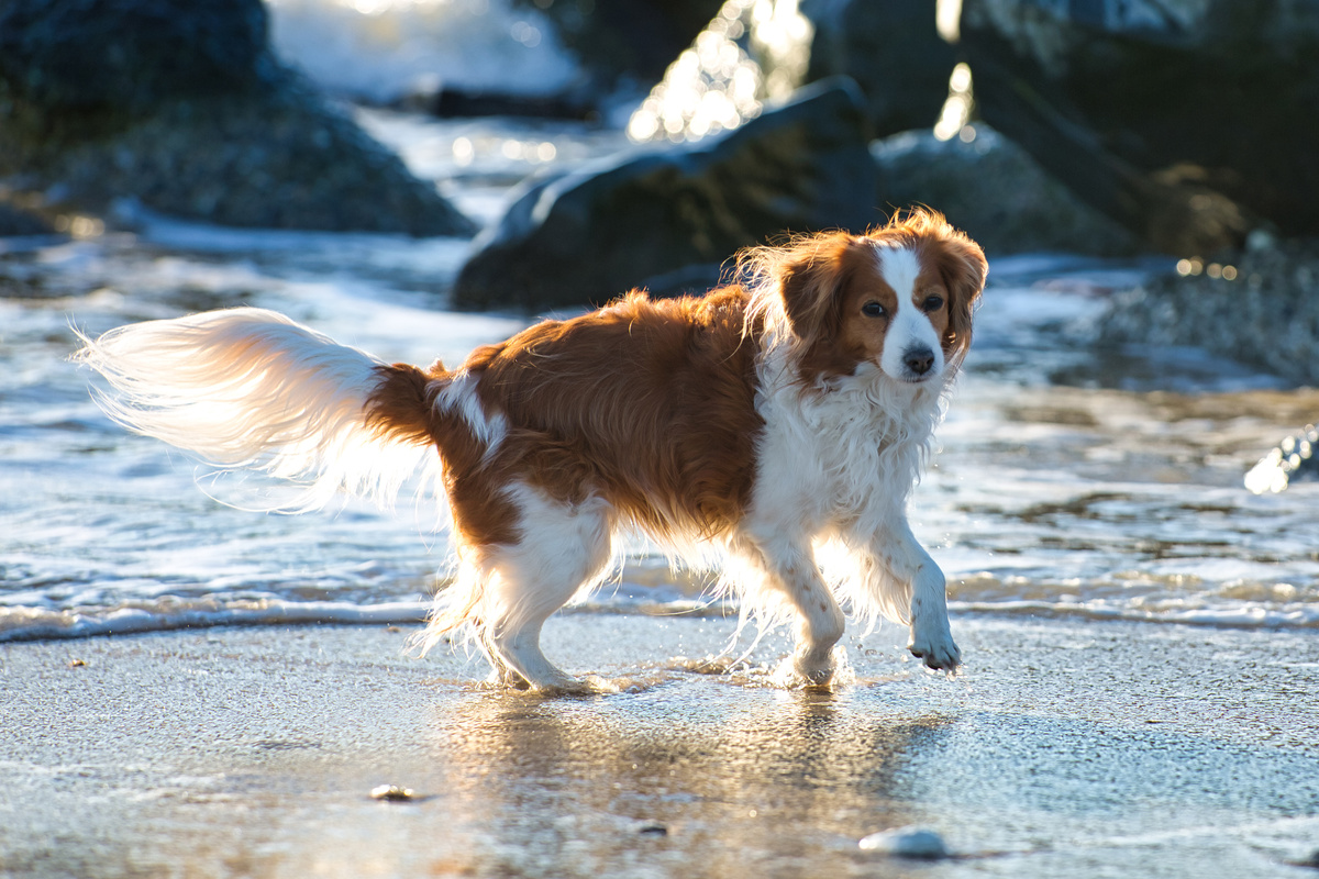 Kooikerhondje Portrait