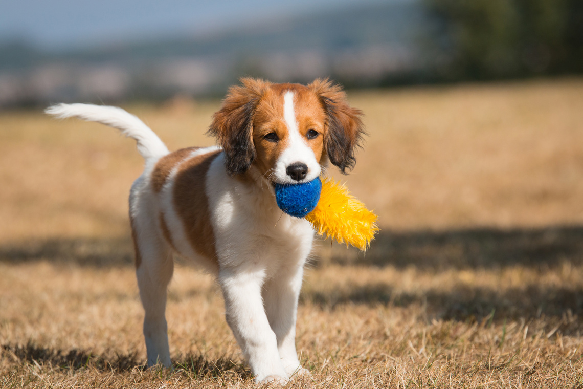 Kooikerhondje Welpe