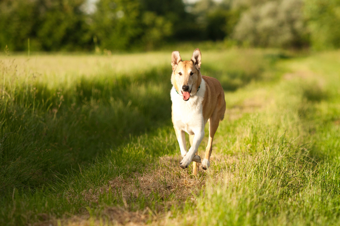 Kurzhaarcollie_Bewegung