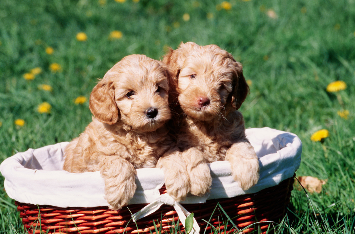 Labradoodle Welpen