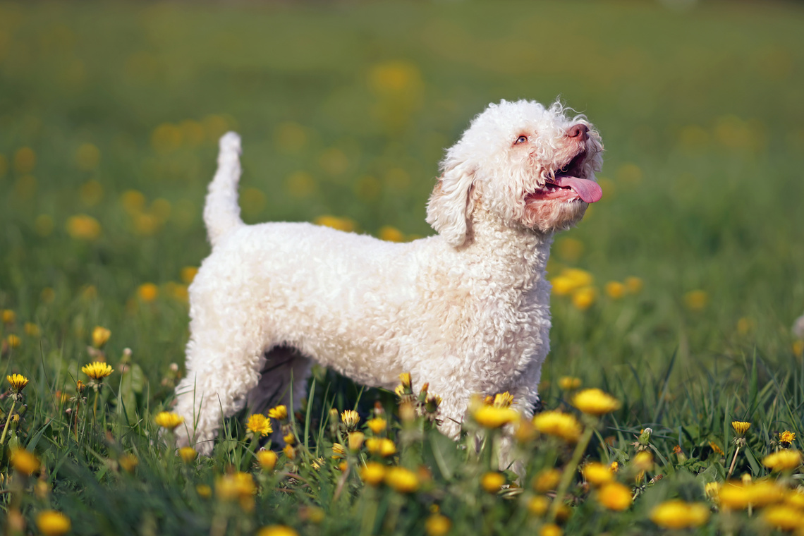 Lagotto_Romagnolo_Welpe