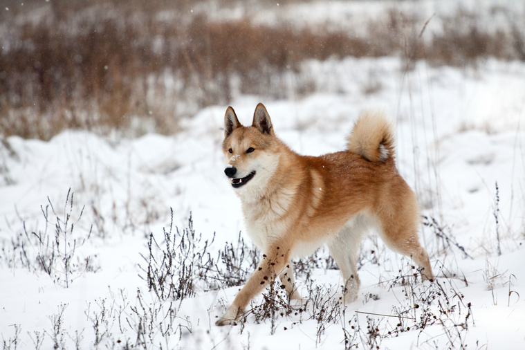 Laika_in_Bewegung