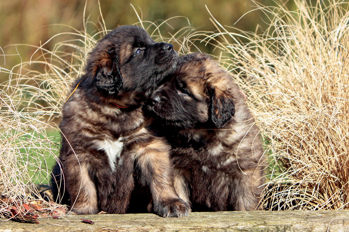 Zwei Leonberger Welpen