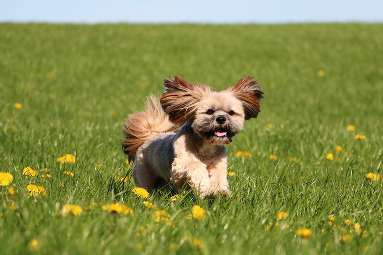 Lhasa_Apso_in_Bewegung