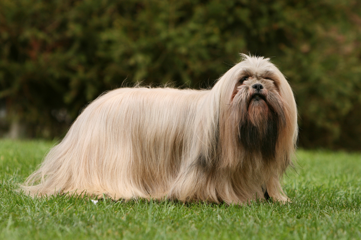 Lhasa_Apso_Portrait