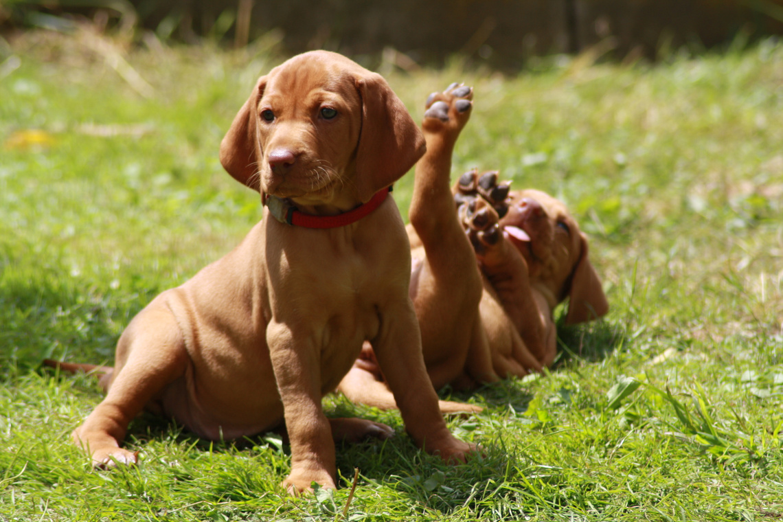 Magyar Vizsla Welpen