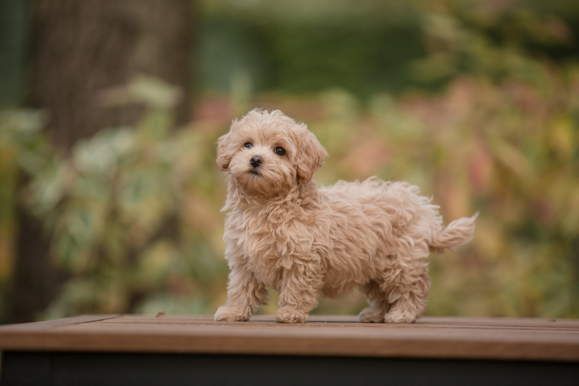 Maltipoo-Welpe