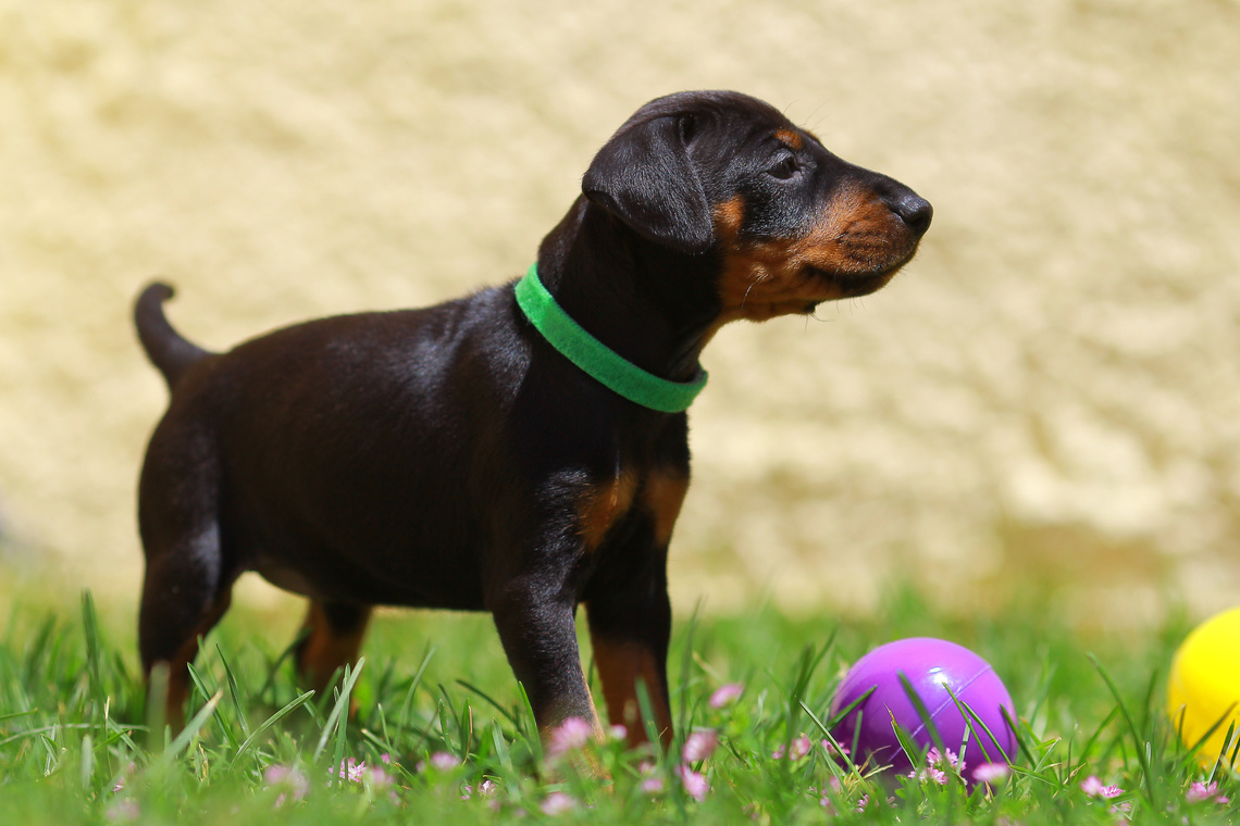 Manchester_Terrier_Welpe