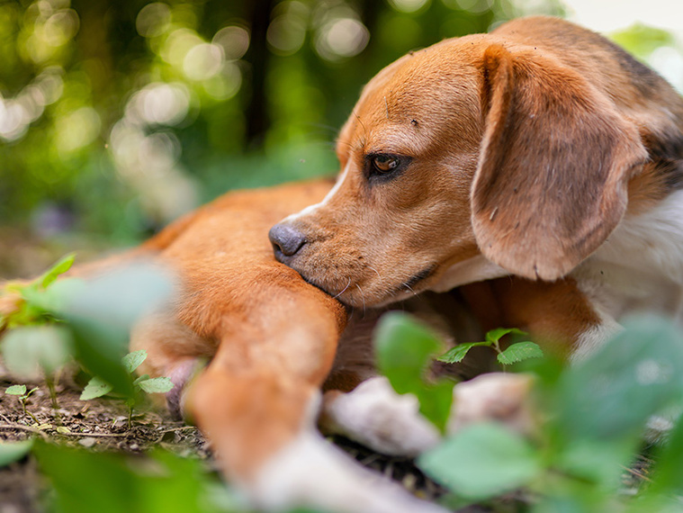 Milben beim Hund