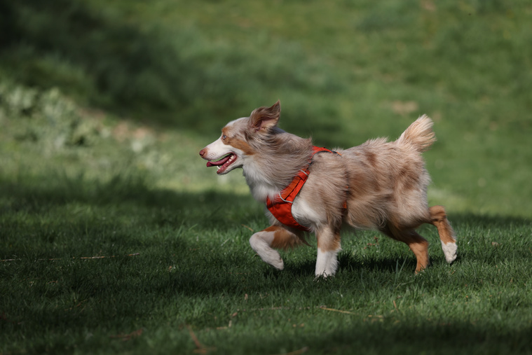 Miniature_American_Shepherd_Bewegung