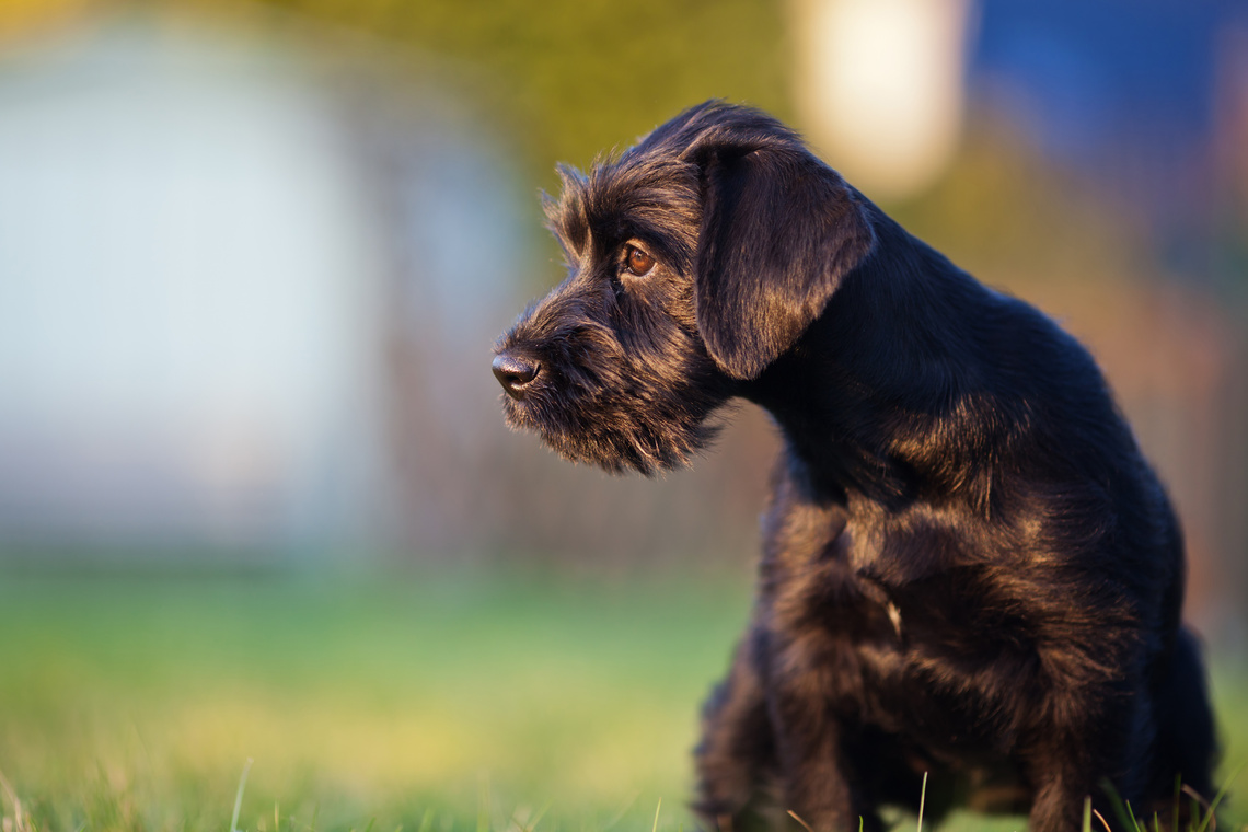 Schwarzer Mittelschnauzer-Welpe