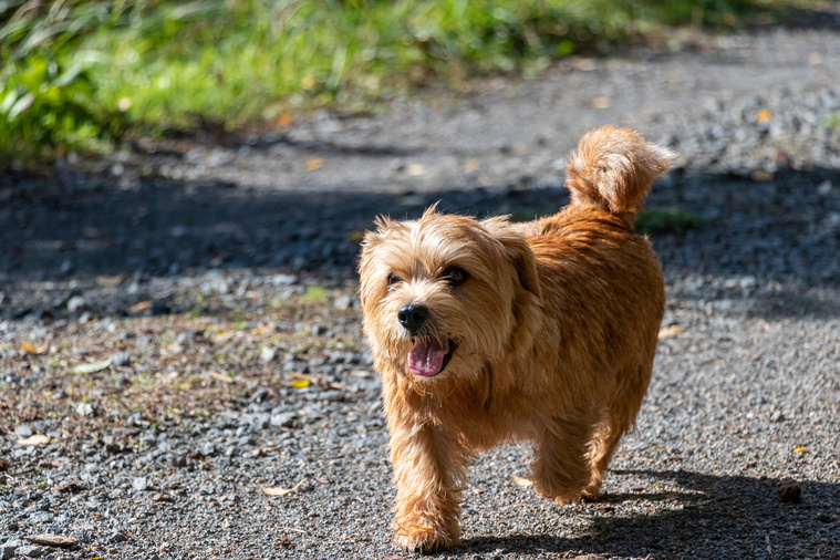 Norfolk_Terrier_Bewegung