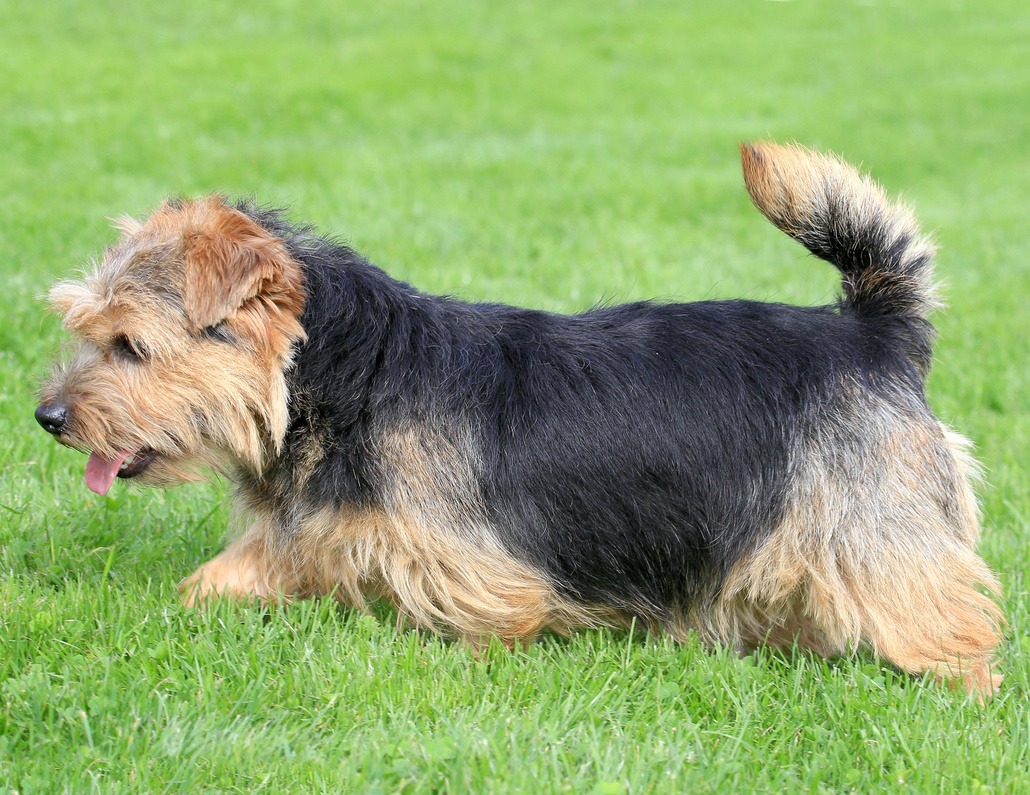 Norfolk Terrier