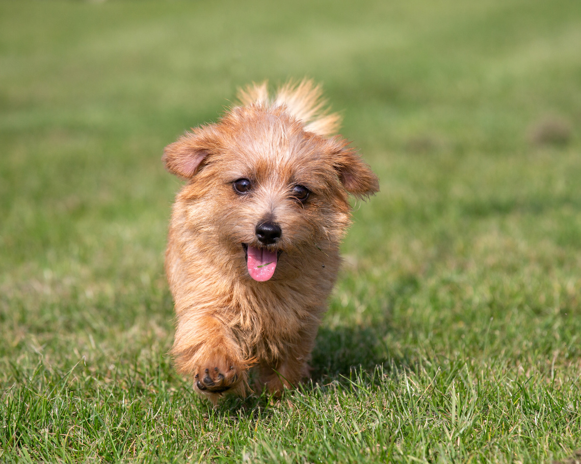 Norfolk_Terrier_als_Welpe