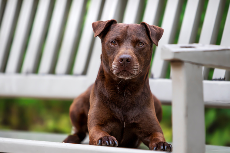 Patterdale_Terrier_Bewegung