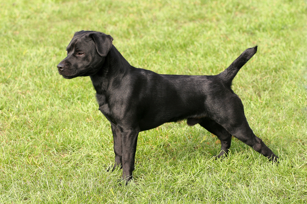 Patterdale_Terrier_Portrait