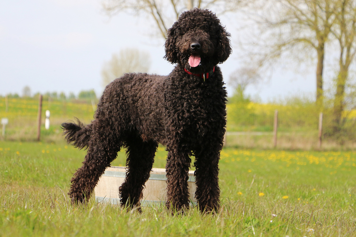 Portugiesischer Wasserhund Portrait