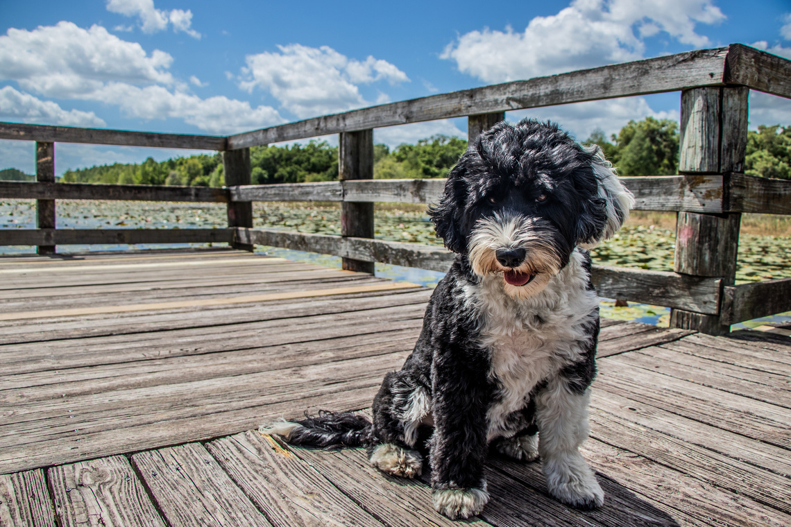 Portugiesischer Wasserhund Welpe