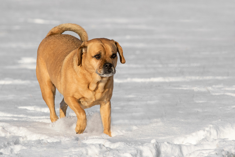 Puggle_in_Bewegung