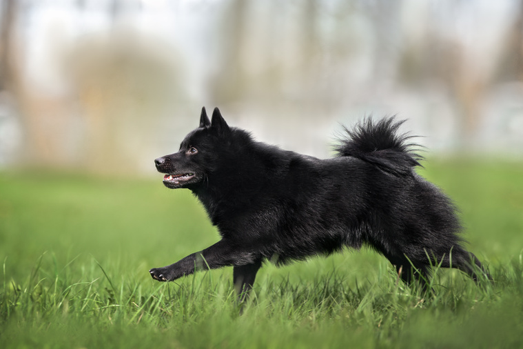 Schipperke_in_Bewegung