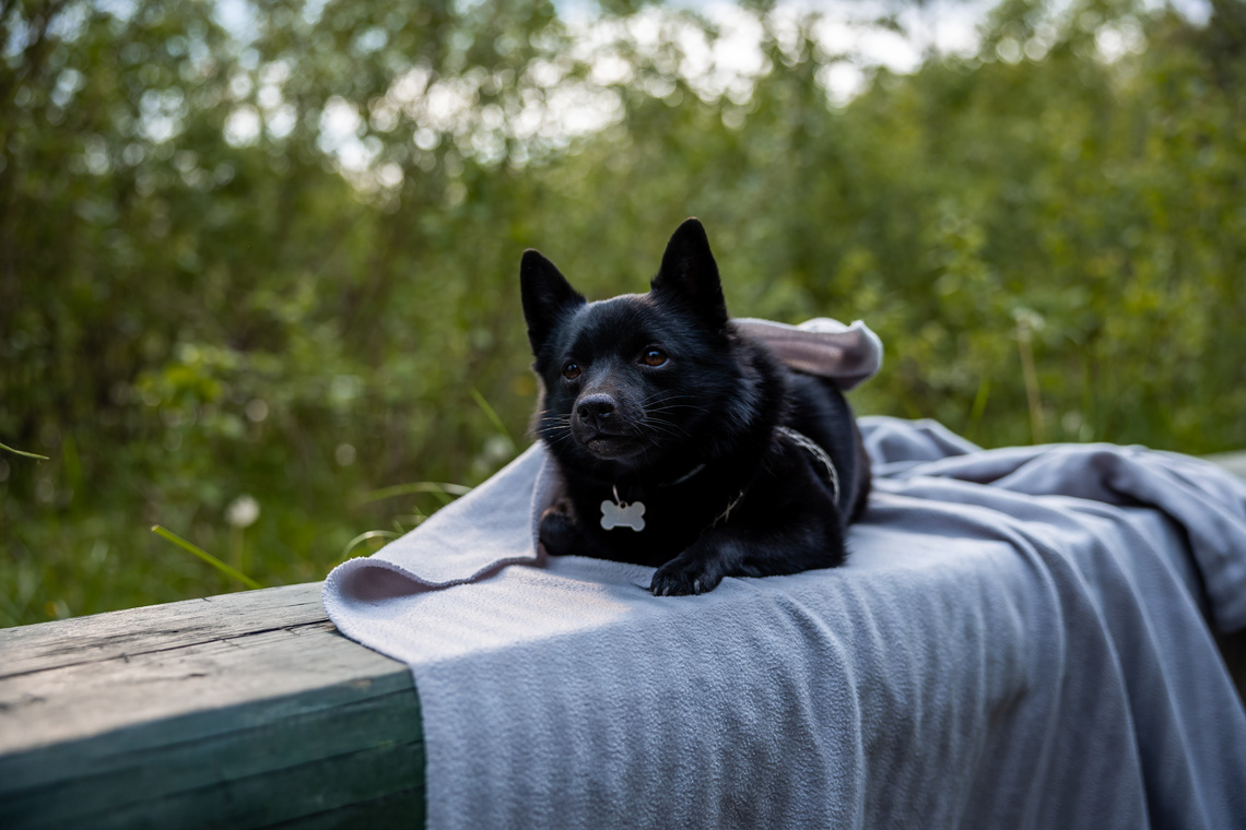 Schipperke_Welpe