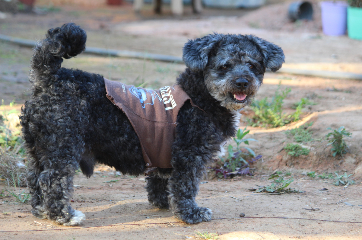 Schnoodle_Portrait