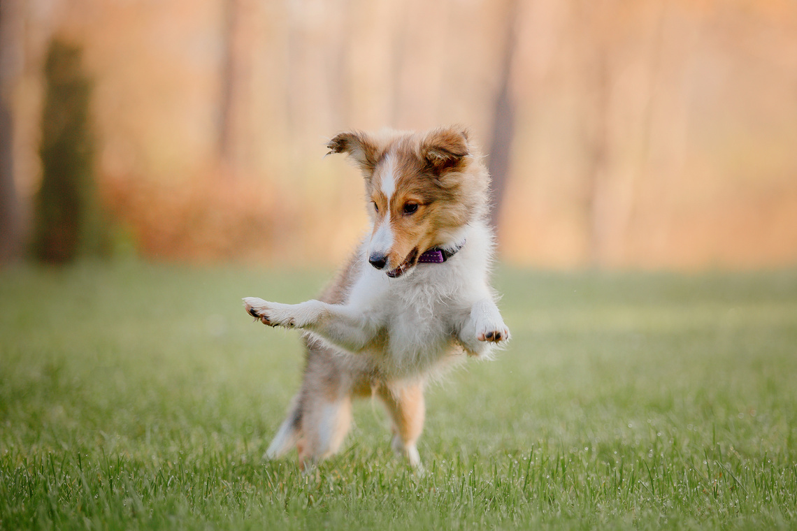 Shetland_Sheepdog_Welpe