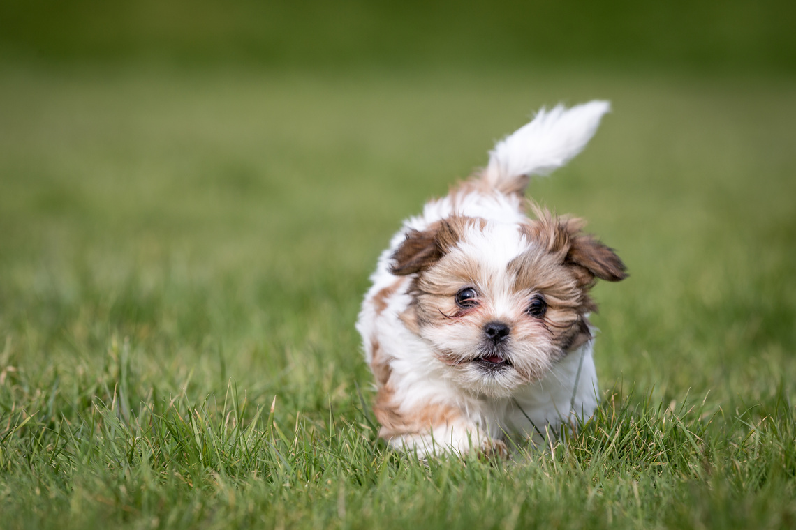 Shih_Tzu_Welpe