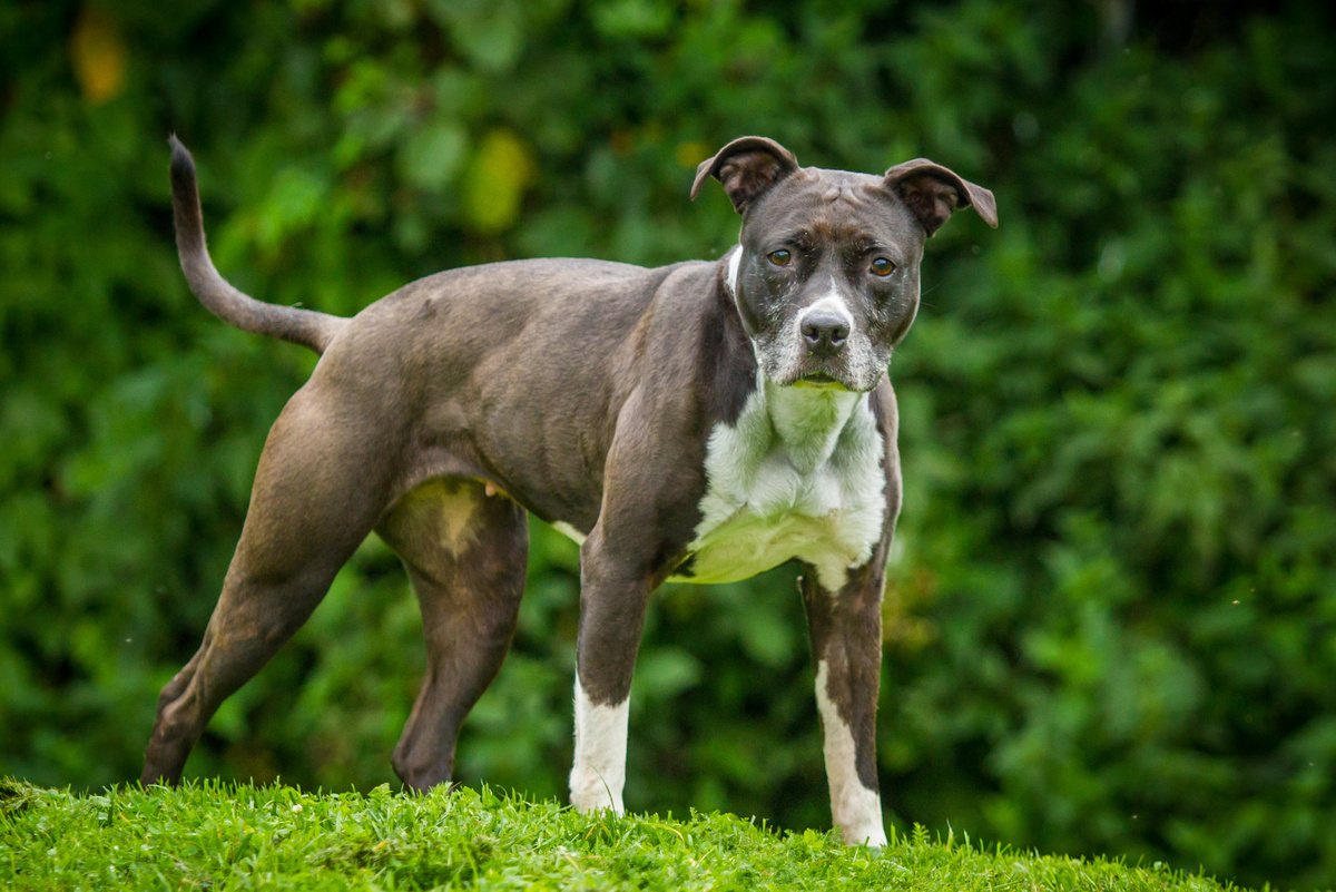 Staffordshire_Blutterrier_Portrait