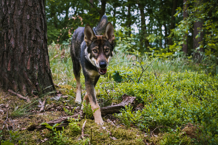 Tamaskan_in_Bewegung