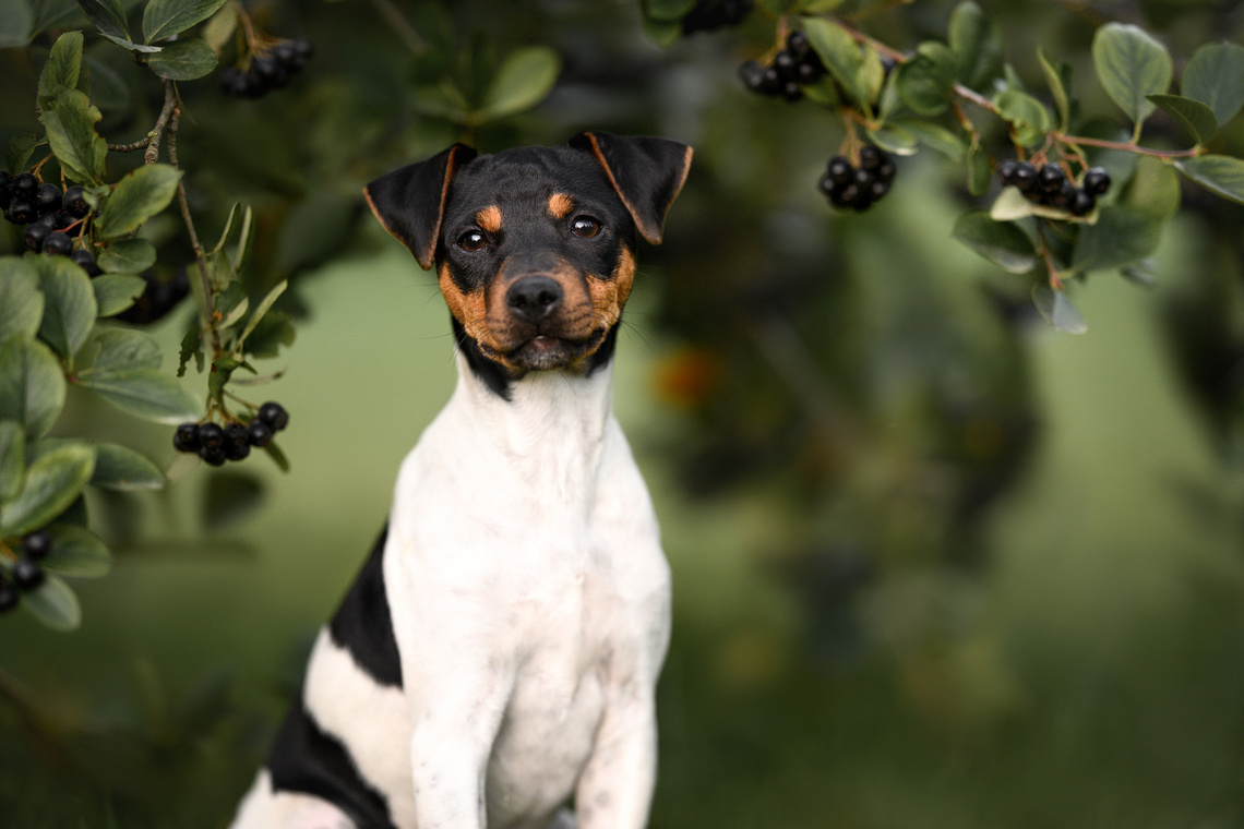 Terrier_Brasileiro_Welpe