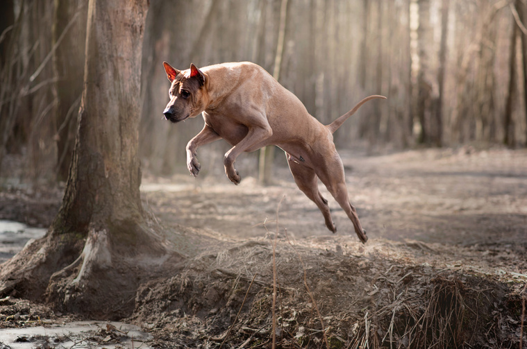 Thai Ridgeback in Bewegung