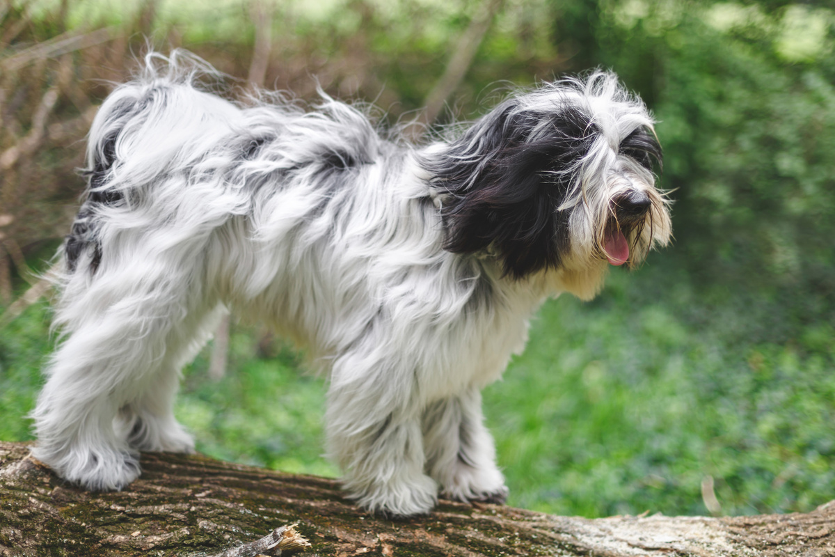 Tibet_Terrier_Seitenportrait