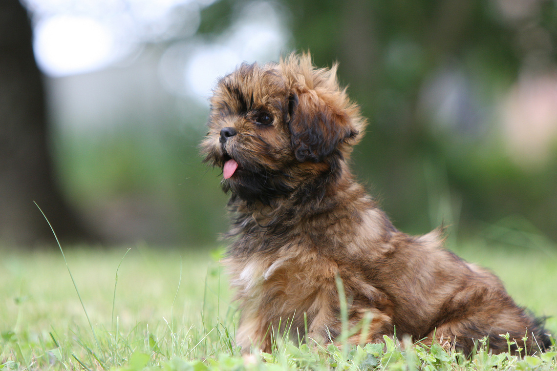 Tibet_Terrier_Welpe_auf_Wiese