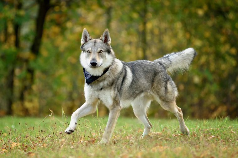 Tschechoslowakischer_Wolfhund_Bewegung