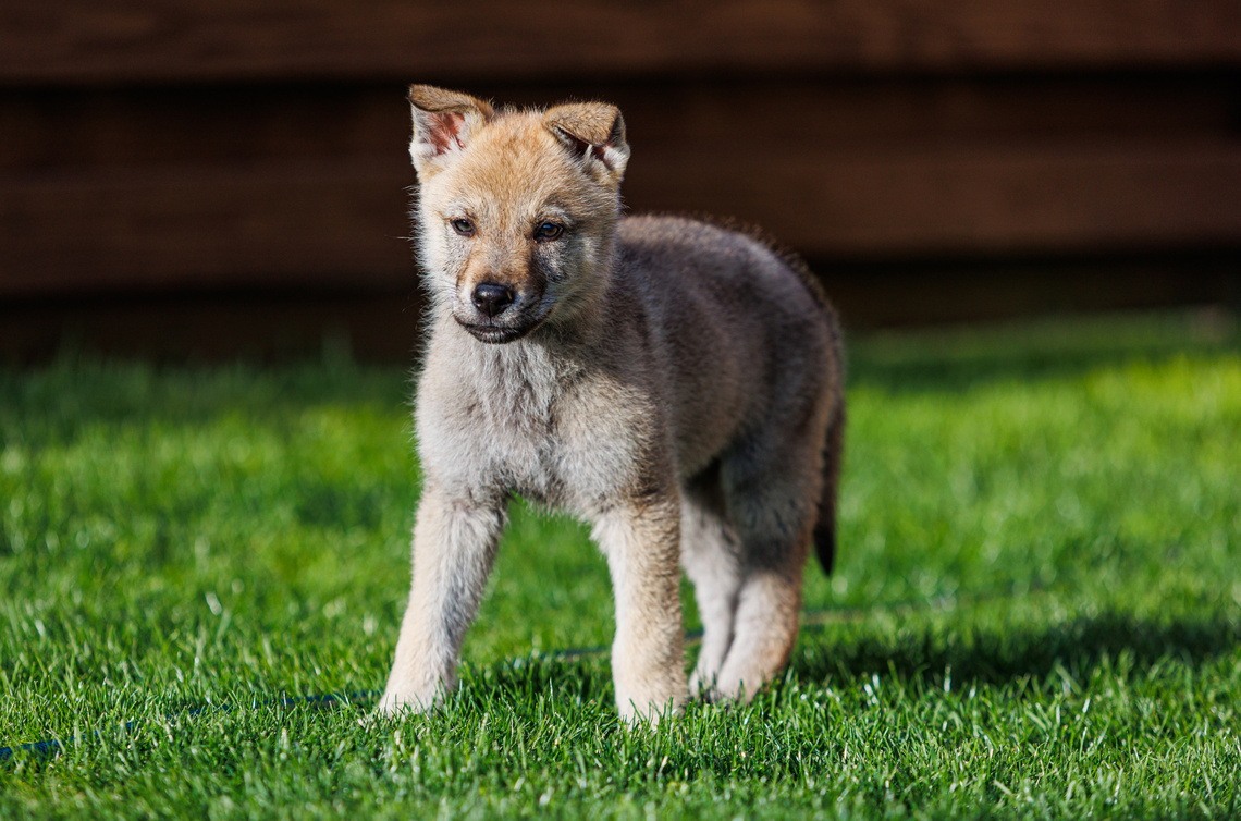 Tschechoslowakischer_Wolfhund_Welpe