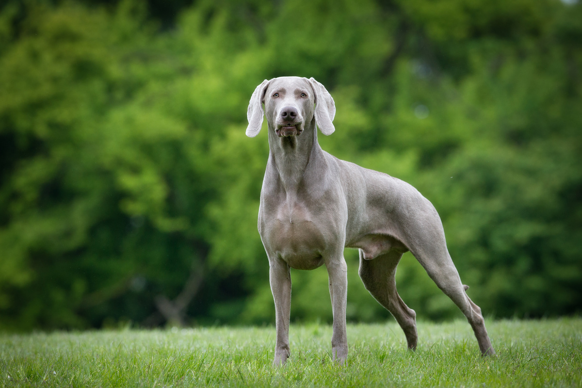 Weimaraner_Seitenportrait