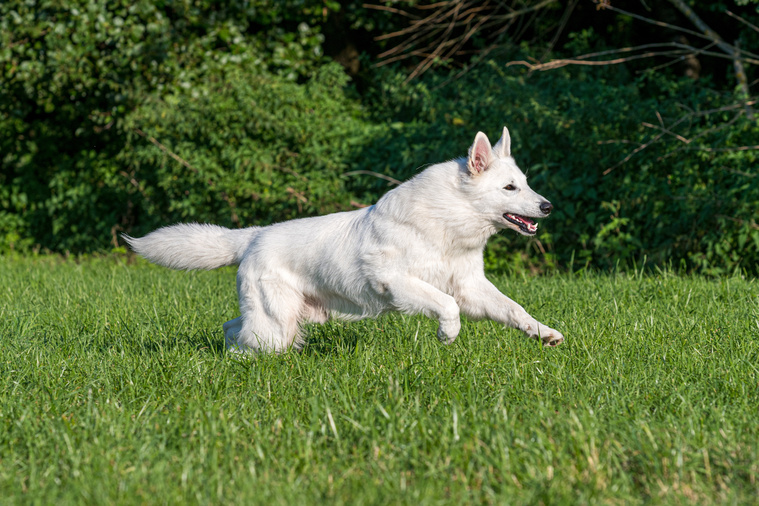 Weißer_Schäferhund_in_Bewegung