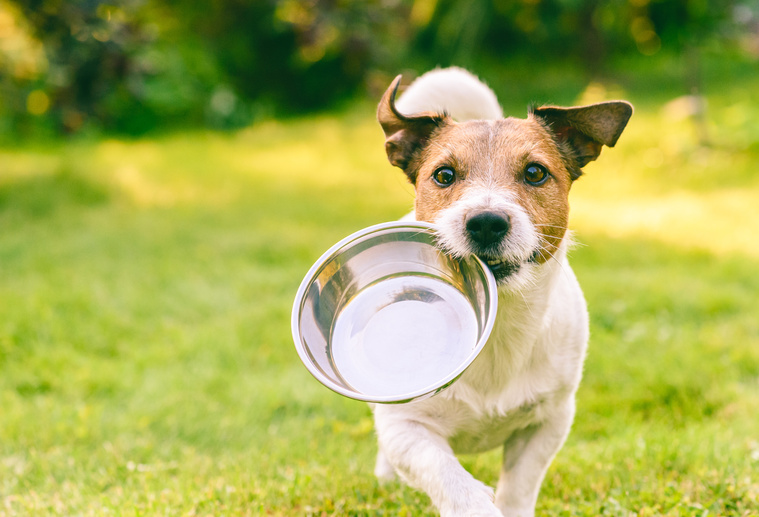 Welches Obst dürfen Hunde essen?