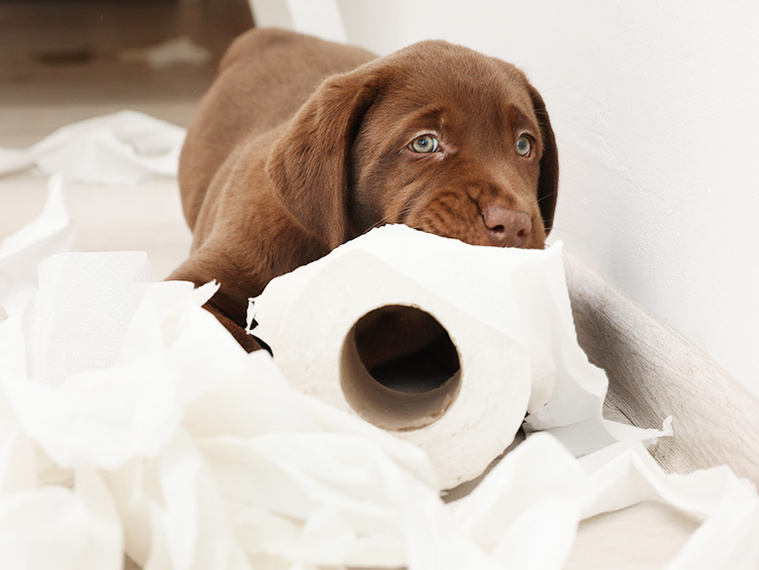 Welpe_mit_zerfleddertem_Toilettenpapier