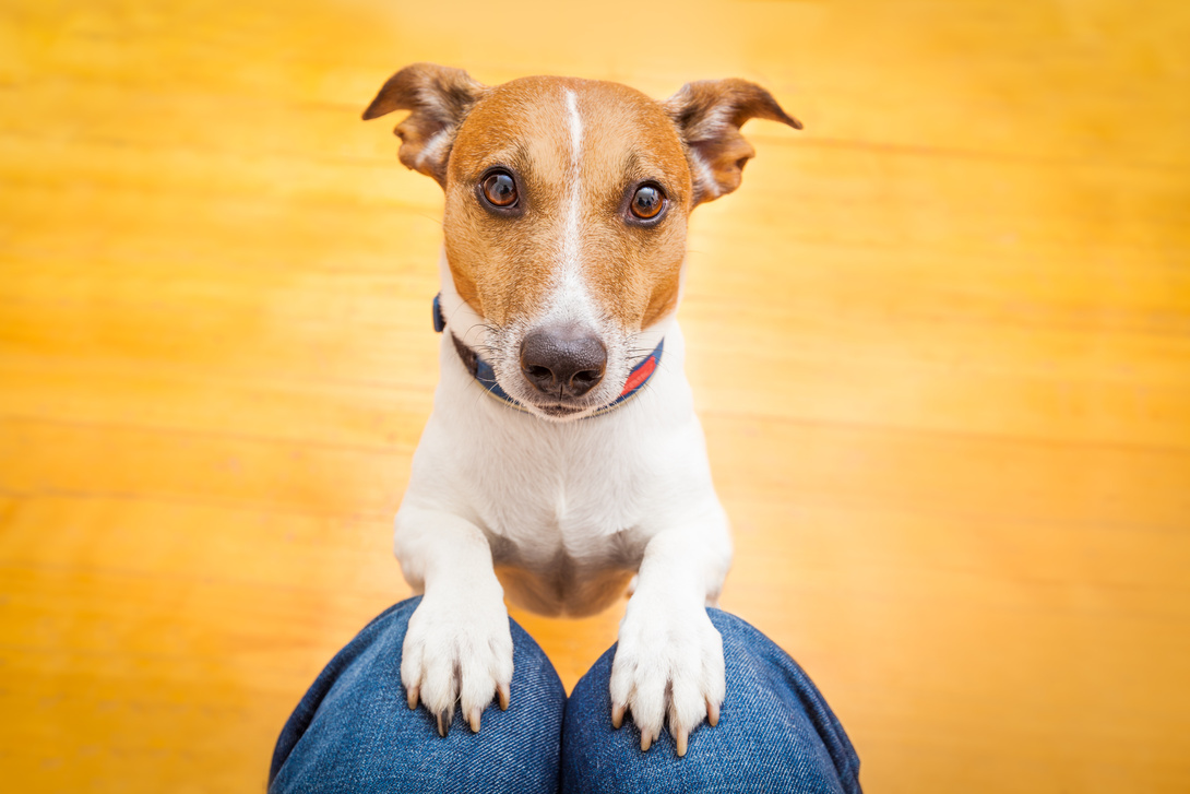 Hund fordert Aufmerksamkeit