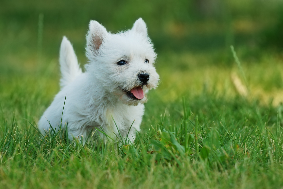 West_Highland_White_ Terrier_Welpe