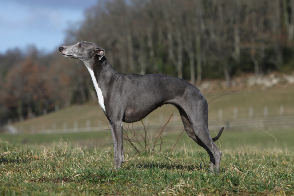 Whippet_Seitenportrait