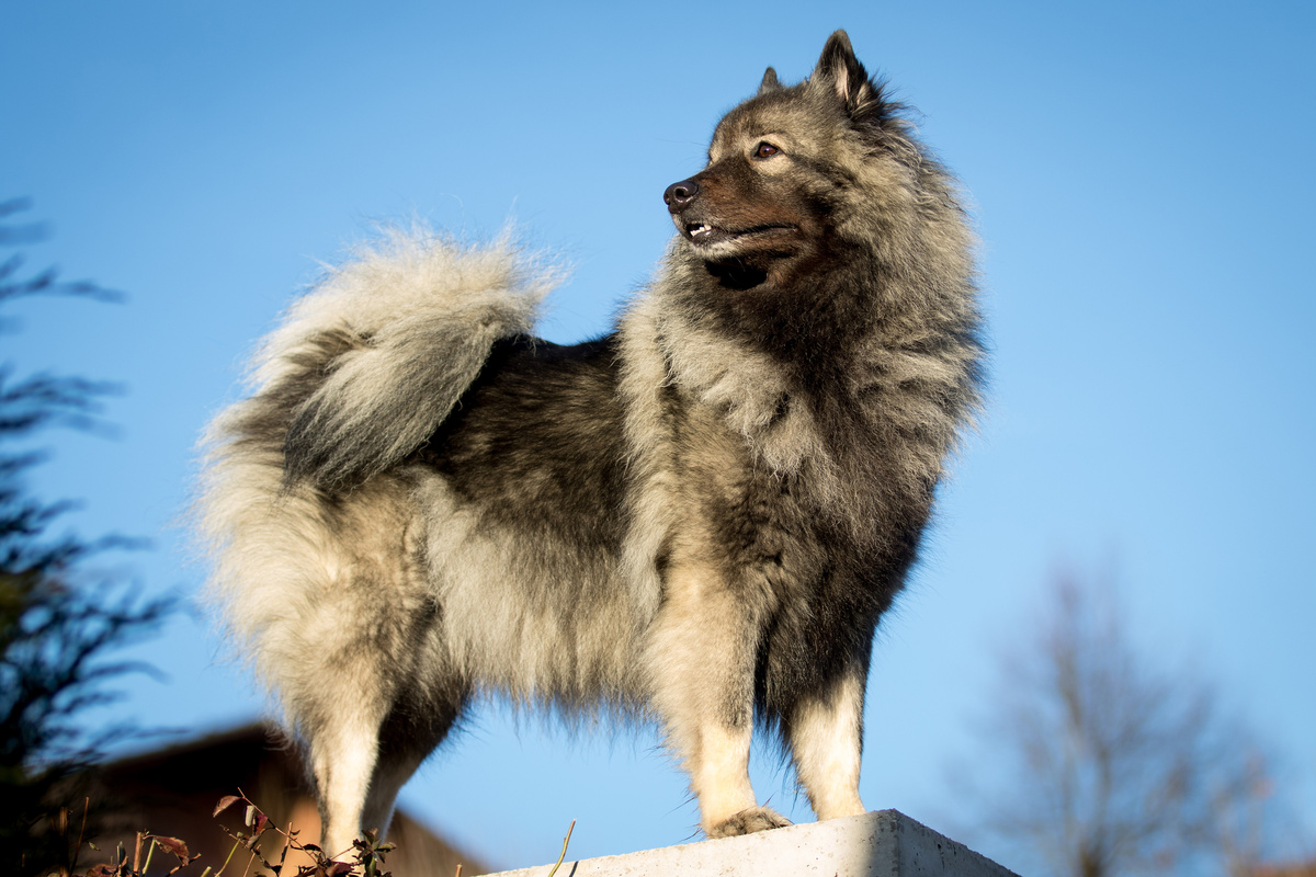 Wolfsspitz_Portrait