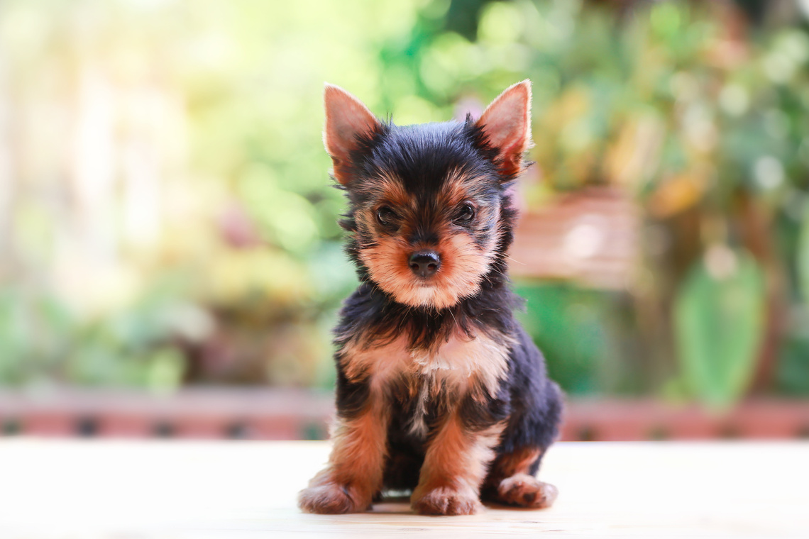 Yorkshire_Terrier_Welpe