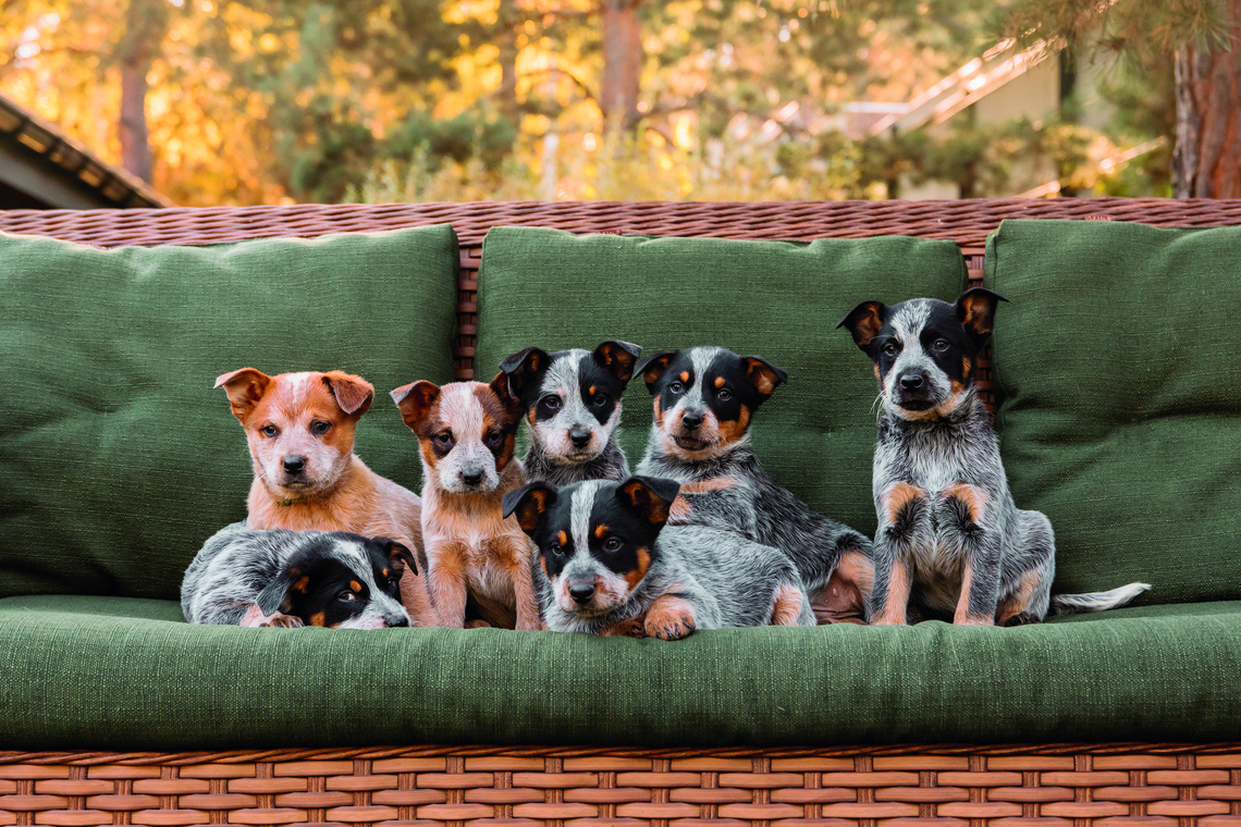 Australian Cattle Dog Welpen auf einer Bank