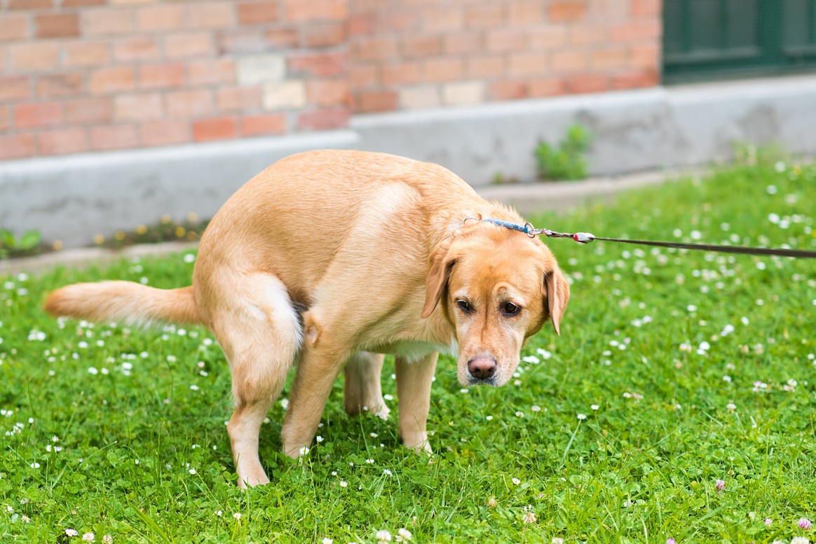 Hunde_hat_durchfall